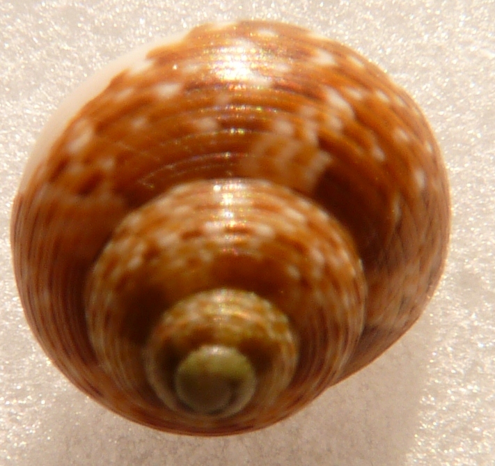 Tronchidae Gibbula ?